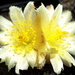 DSC05069Copiapoa tenuissima x hypogea