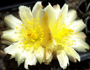 DSC05069Copiapoa tenuissima x hypogea