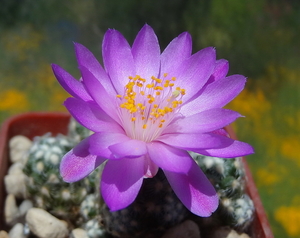 DSC05079Mammillaria saboae ssp. haudeana