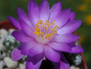 DSC05082Mammillaria saboae ssp. haudeana