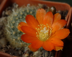 DSC05091Rebutia spinosissima v. aurea WR 318