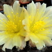 DSC05121Copiapoa tenuissima x hypogea