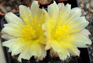 DSC05121Copiapoa tenuissima x hypogea