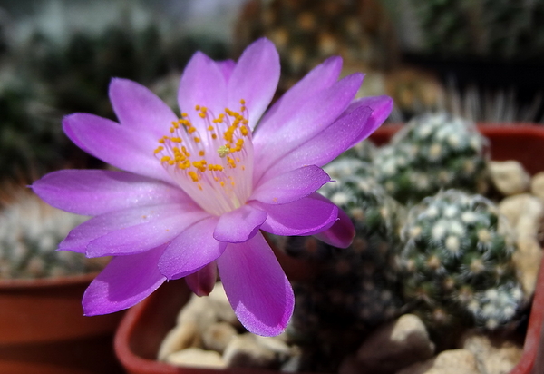 DSC05130Mammillaria saboae ssp. haudeana