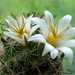 DSC05132Mammillaria blossfeldiana SB1487