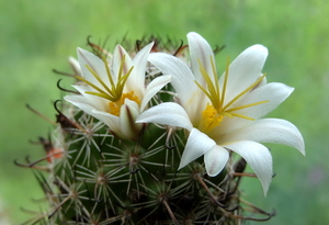 DSC05132Mammillaria blossfeldiana SB1487