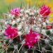 DSC05155Mammillaria polythele