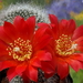 DSC05165Rebutia wessneriana cv. Ruby