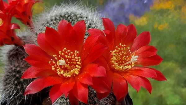 DSC05165Rebutia wessneriana cv. Ruby