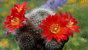 DSC05166Rebutia wessneriana cv. Ruby