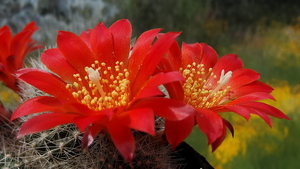 DSC05167Rebutia wessneriana cv. Ruby