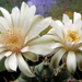 DSC05220Gymnocalycium anisitsi