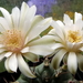 DSC05220Gymnocalycium anisitsi