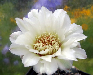 DSC05226Gymnocalycium leptanthum