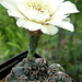 DSC05227Gymnocalycium leptanthum