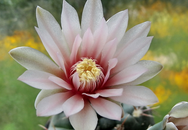 DSC05232Gymnocalycium poeschlii