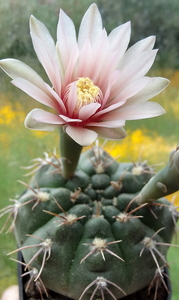 DSC05233Gymnocalycium poeschlii