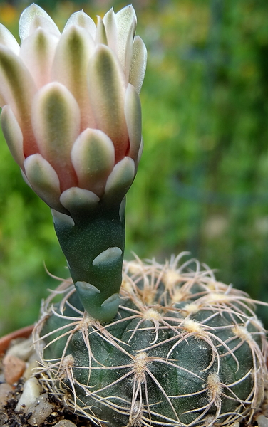 DSC05237Gymnocalycium arachnispinum