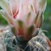 DSC05238Gymnocalycium arachnispinum