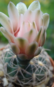 DSC05238Gymnocalycium arachnispinum