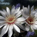 DSC05373Gymnocalycium poeschlii KFF 1158 San Louis