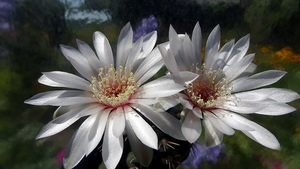 DSC05373Gymnocalycium poeschlii KFF 1158 San Louis