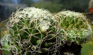 DSC05371Mammillaria decipiens ssp. camptotricha cv. Marnier-lapos