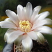 DSC05376Gymnocalycium arachnispinum TOM 07-186