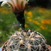 DSC05375Gymnocalycium arachnispinum TOM 07-186