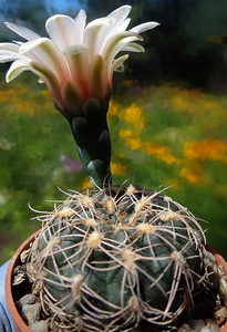 DSC05375Gymnocalycium arachnispinum TOM 07-186