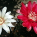 DSC05379Gymnocalycium baldianum JO 295