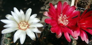 DSC05379Gymnocalycium baldianum JO 295