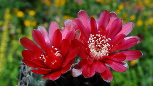 DSC05387Gymnocalycium baldianum JO 295