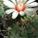 DSC05392Gymnocalycium curvispinum