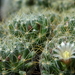 DSC05393Mammillaria crinita ssp. wildii