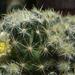 DSC05394Mammillaria prolifera