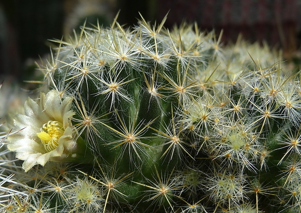 DSC05394Mammillaria prolifera