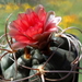 DSC05413Gymnocalycium carminanthum