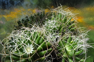 DSC05396Mammillaria decipiens ssp. camptotricha