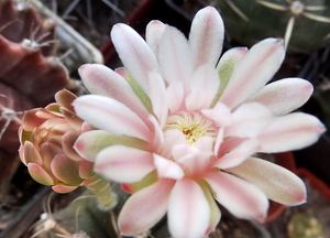 DSC05415Gymnocalycium friedrichii v. filadelfiense