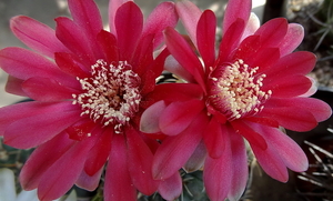 DSC05416Gymnocalycium baldianum JO 295