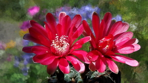 DSC05418Gymnocalycium baldianum JO 295