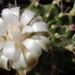 DSC05421Gymnocalycium friedrichii