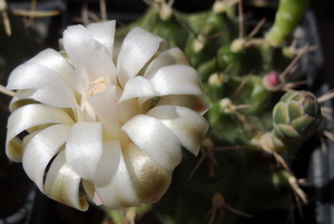 DSC05421Gymnocalycium friedrichii