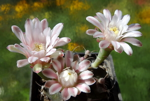 DSC05422Gymnocalycium friedrichii v. filadelfiense