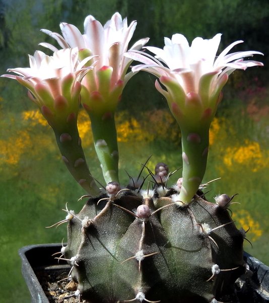 DSC05423Gymnocalycium friedrichii v. filadelfiense