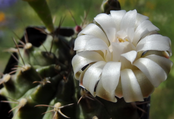 DSC05426Gymnocalycium mihanovichii