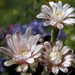 DSC05424Gymnocalycium friedrichii v. filadelfiense