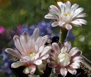 DSC05424Gymnocalycium friedrichii v. filadelfiense