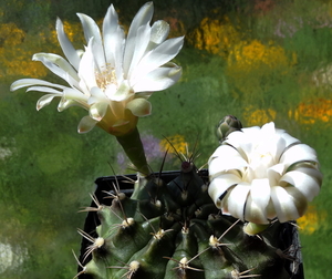 DSC05428Gymnocalycium mihanovichii